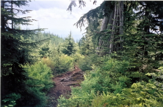 Climb comes onto a relatively flat area, Halvor Lunden trail to Lindsay Lake 2003-07.